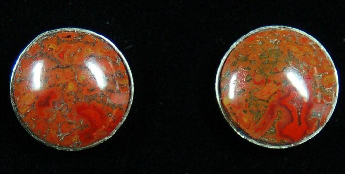Dark Red, Polished Dinosaur Bone (Gembone) Post Earrings #54100